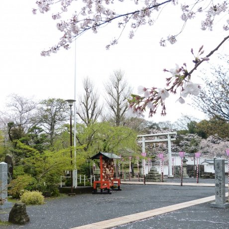 Sakura Season at Omura Park