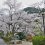 Cherry Blossoms at Tottori's Utsubuki Park