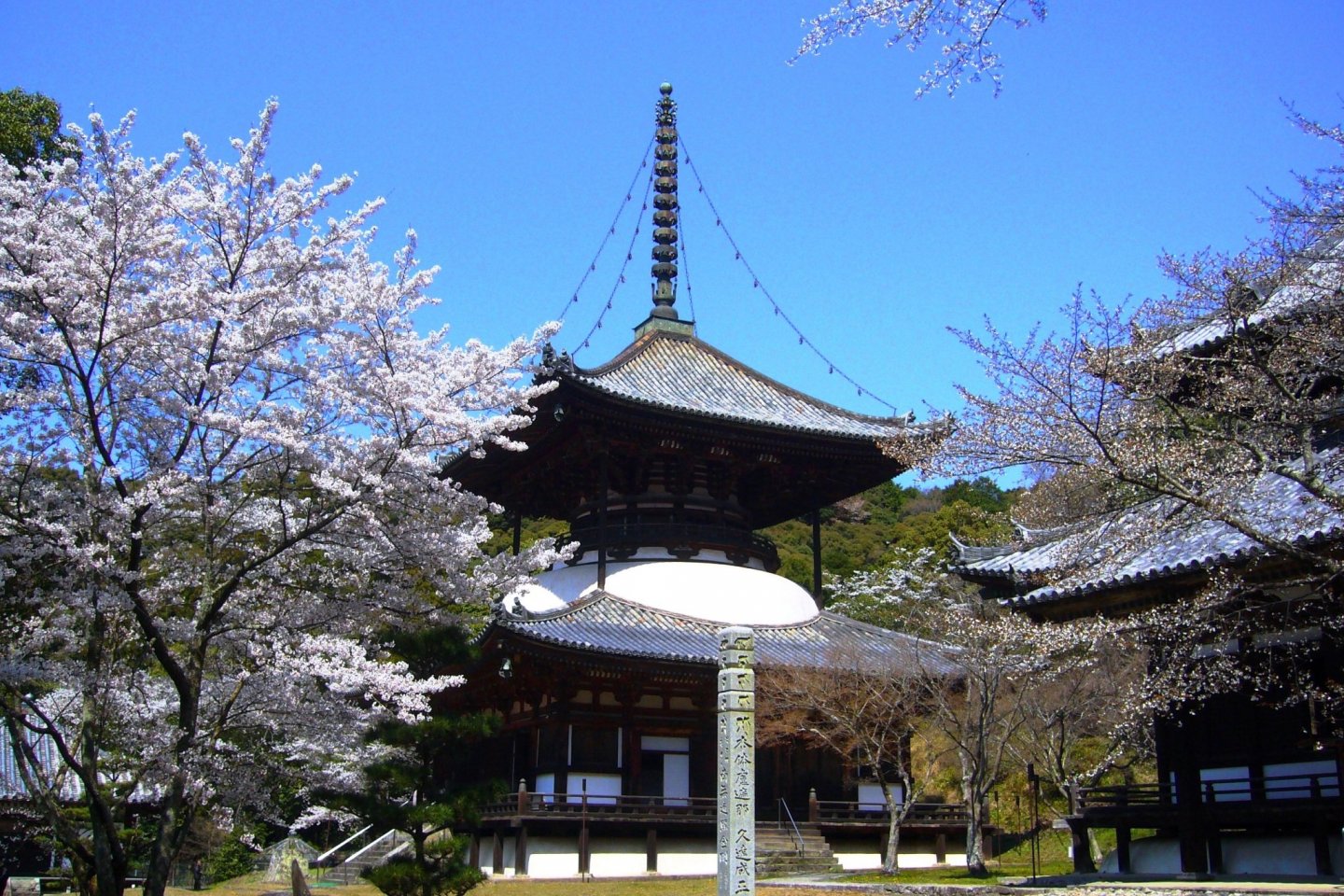 Beautiful Negoro-ji in spring