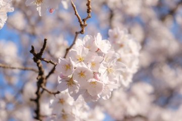 5 of Kyushu's Top Cherry Blossom Spots