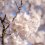 5 of Kyushu's Top Cherry Blossom Spots