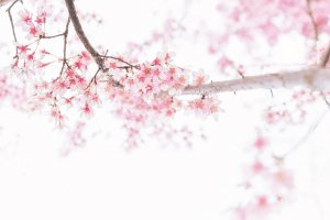 Sakura season is a delight across Shikoku!
