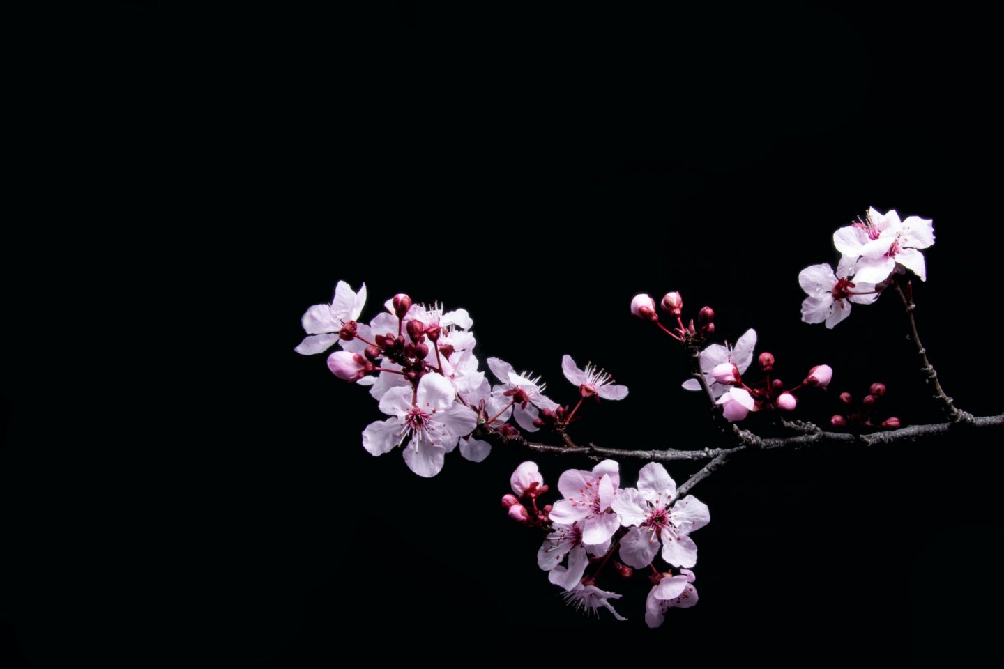 The delicate beauty of sakura season is highlight of spring in Japan