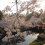 5 of Tohoku's Top Cherry Blossom Spots