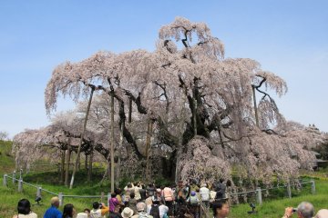 Springtime beauty in Fukushima