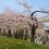 5 of Hokkaido's Top Cherry Blossom Spots