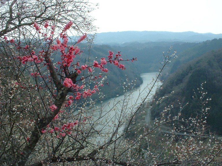 Plum trees coming to life with the backdrop of the Nabari River
