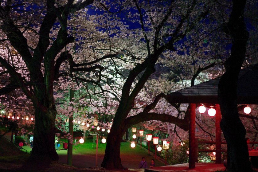 The beauty of sakura season at night