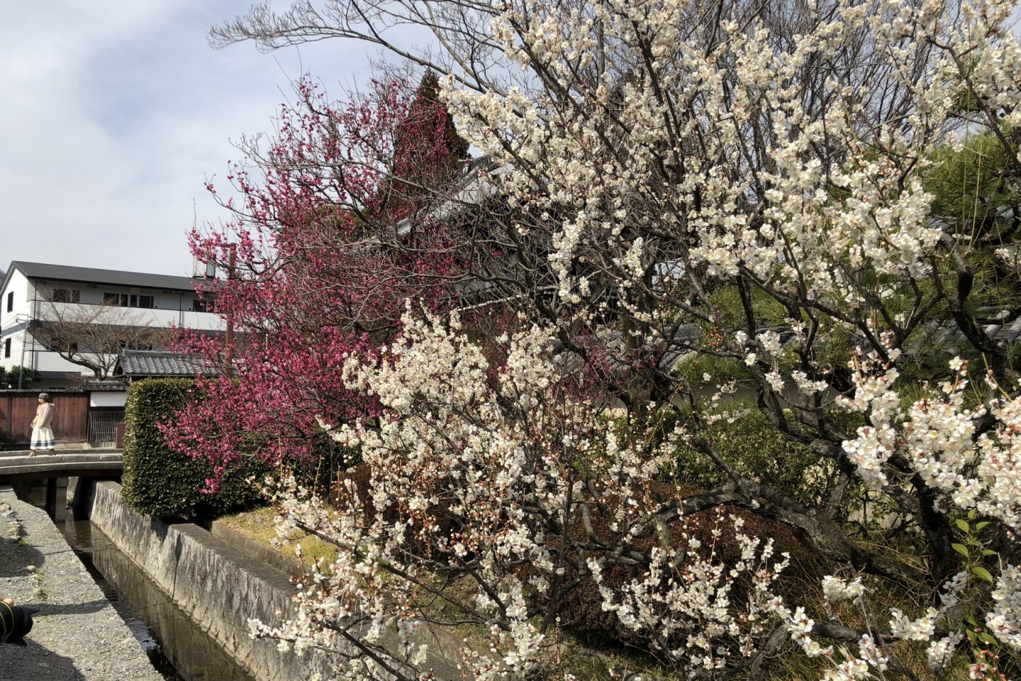 Just some of the many plum blossoms on the grounds here