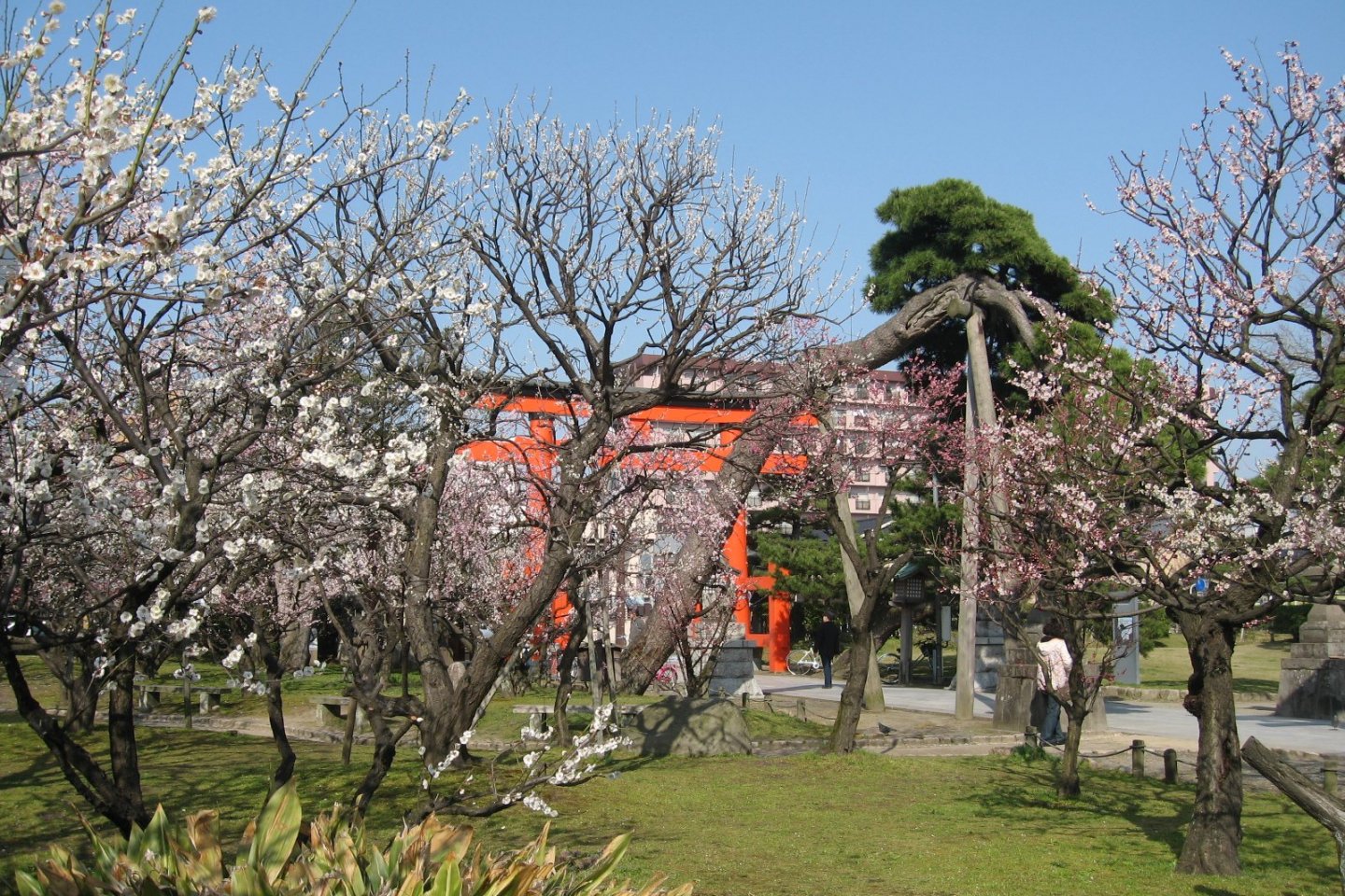 Plum blossoms at Hakusan Park