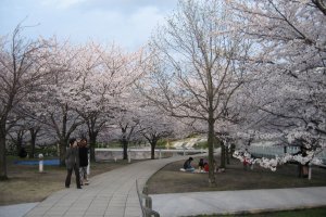 Hakusan Park is filled with around 160 sakura trees