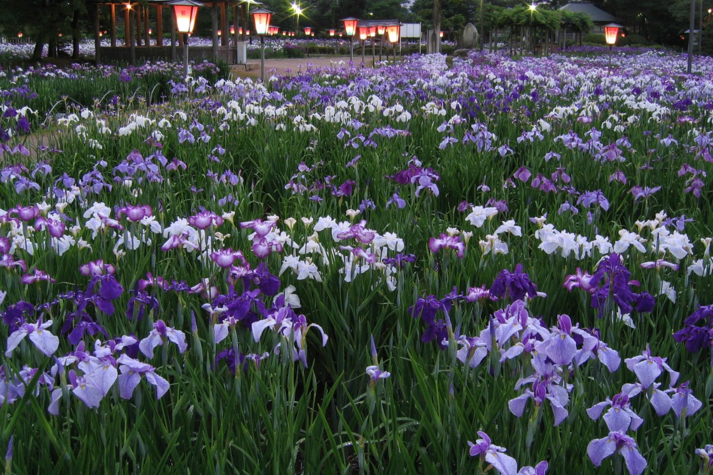Beautiful irises in bloom at Nagai Ayame Park