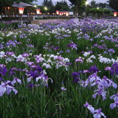 Iris Festival at Nagai Ayame Park 