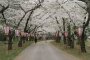 Ashino Park Sakura Festival