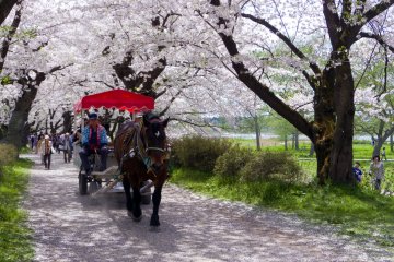 Kitakami Tenshochi Sakura Festival