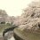 Sakura Season at Wadabori Park
