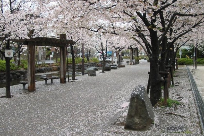 Sakura season at Ninoe Sakura Park