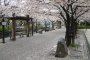 Cherry Blossom Season at Ninoe Sakura Park