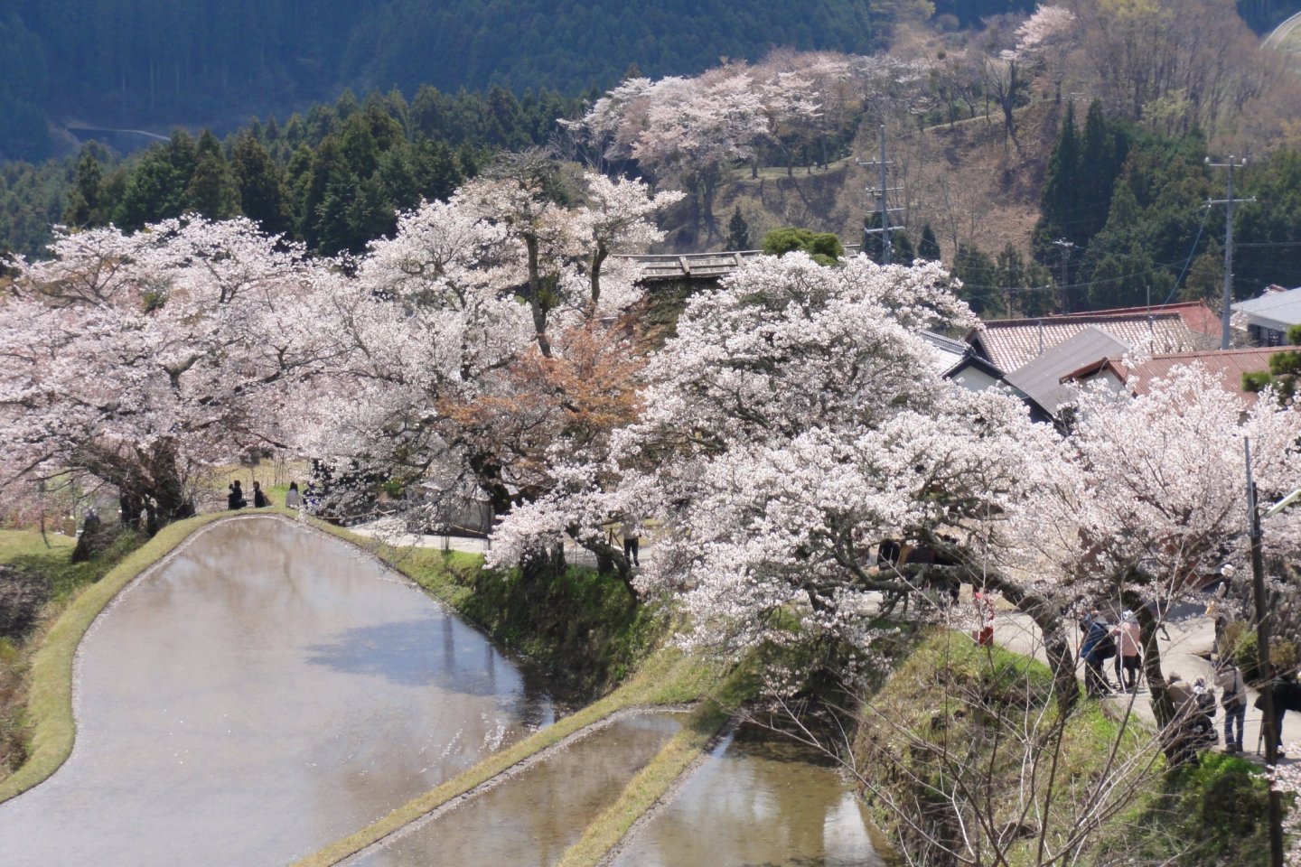 Stunning cherry blossoms set against terraced rice fields