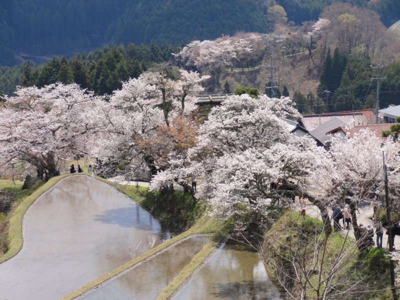 Stunning cherry blossoms set against terraced rice fields