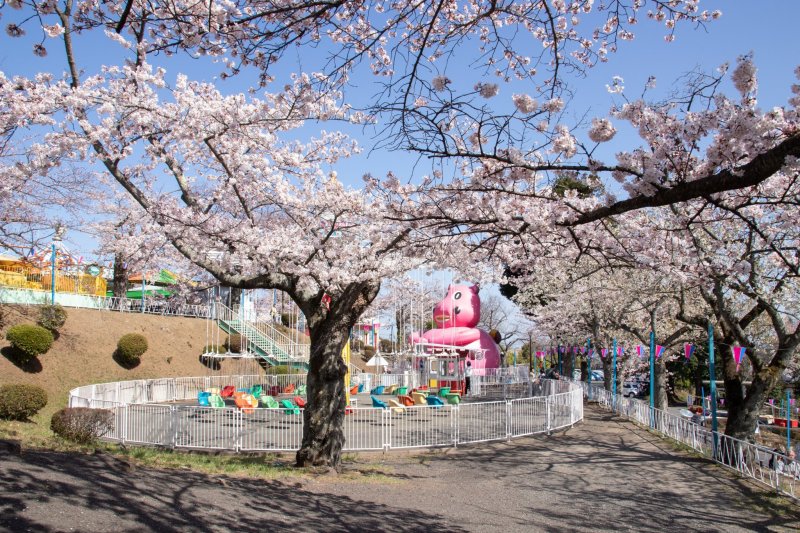 Around 1000 cherry trees cover the grounds at Kamine Park