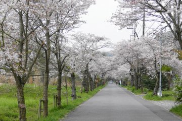 Ōhirasan Prefectural Natural Park Sakura Festival