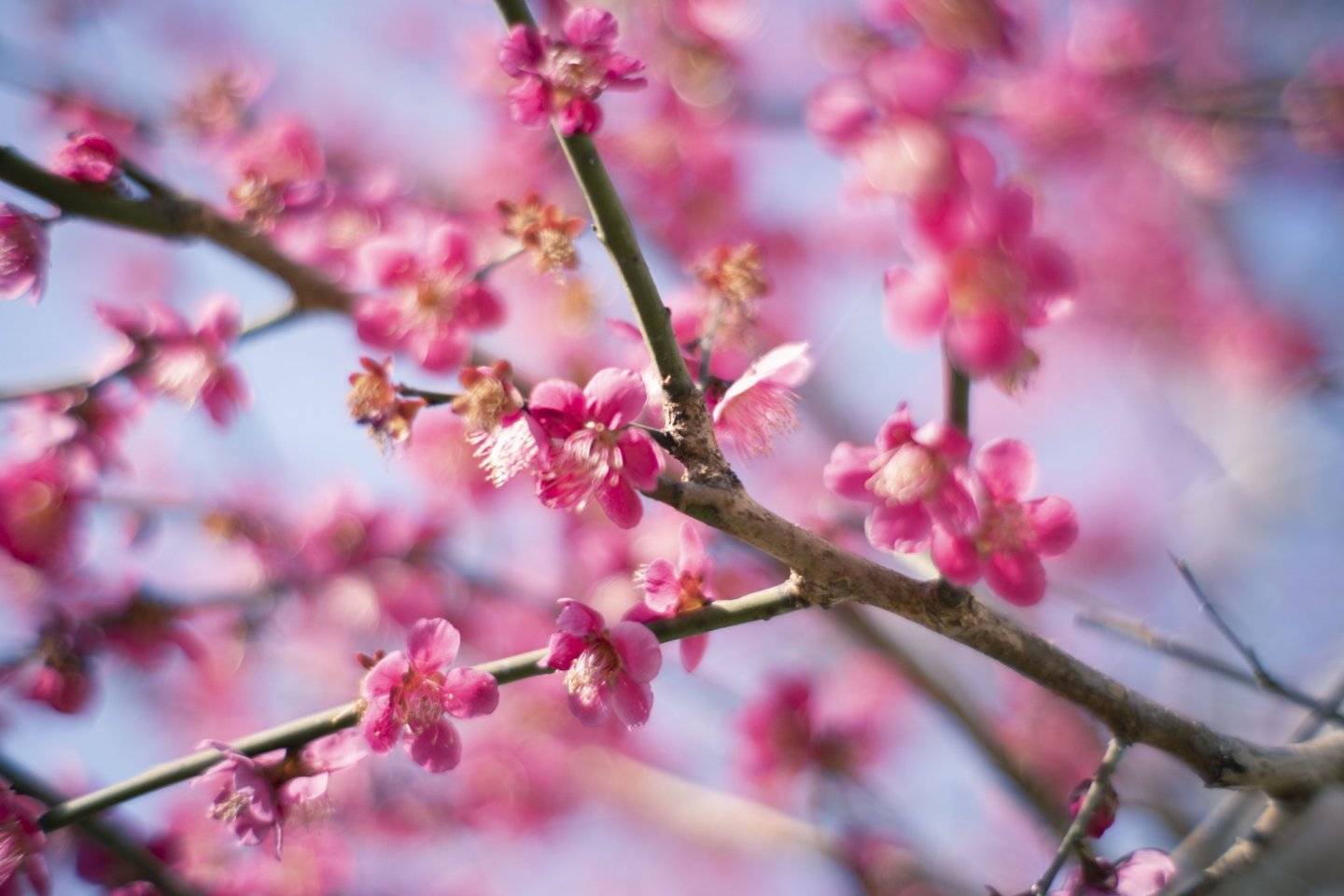 Plum blossoms are a highlight of early spring in Japan