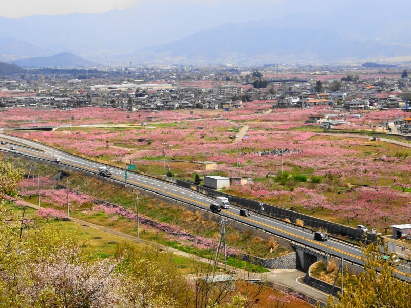 The Fuefuki area of Yamanashi is renowned for its spring color
