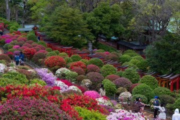 Nezu Shrine is one of Tokyo's famous azalea destinations