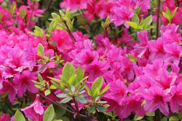 Japan is blessed with many beautiful destinations for azalea lovers