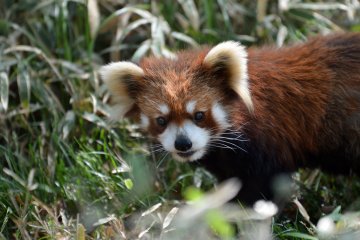 An adorable red panda