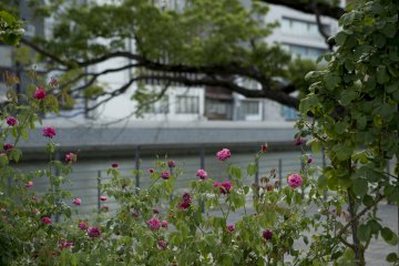 ดอกไม้บางดอกยังบานอยู่ตอนสิ้นฤดูร้อนในเดือนกันยายนที่นากาโนะชิม่า เมืองโอซาก้า จังหวัดโอซาก้า