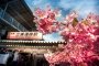 Miura Kaigan Cherry Blossoms 