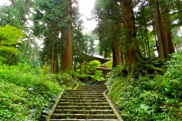 <p>Steps winding through the forest between buildings</p>