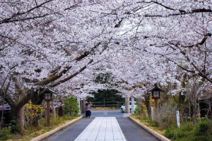 Somei Yoshino cherry blossoms at Koma shri