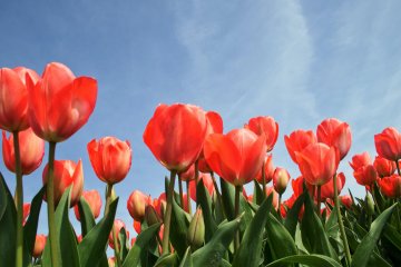 5 of Japan's Top Tulip Spots