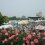 Fukuyama Rose Festival 2025