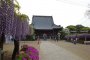Wisteria Season at Myofukuji Temple
