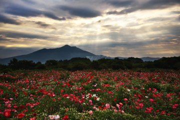 Ibaraki's Kokaigawa Fureai Park is blessed with Mt. Tsukuba as a backdrop