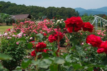 Echigo Hillside Park Rose Garden