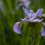 5 of Japan's Best Iris Gardens