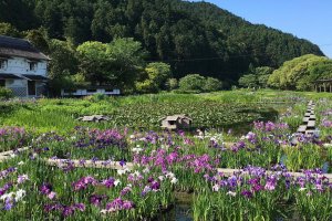 Irises at the Kamosō Kachōen Garden Park