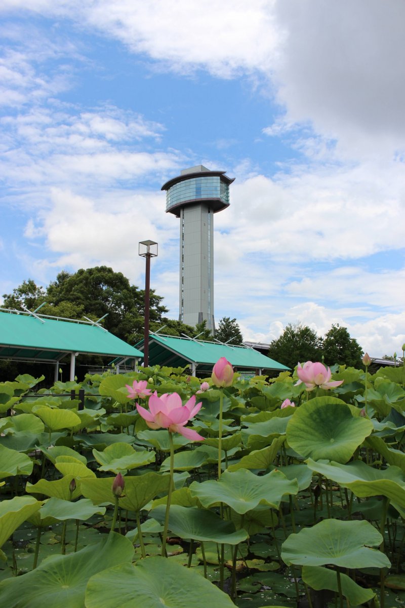 Kodai Hasu no Sato is a very photogenic lotus flower park in Gyoda City.