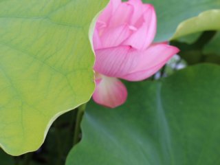 'Peekaboo!' Sometimes the lotus are hidden by the beautiful large leaves.