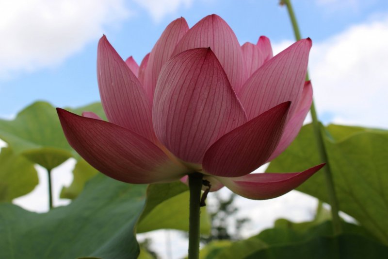 There is a large selection of lotus varieties in the park.