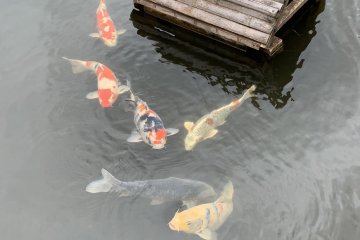 Koi carp fish in pond