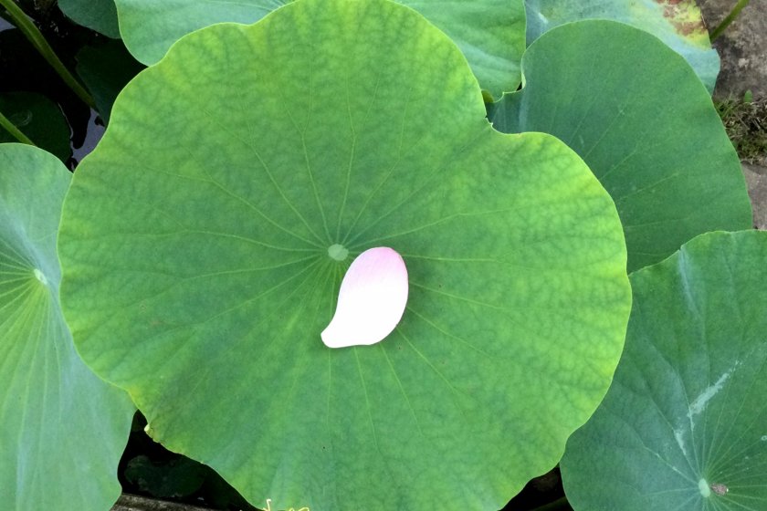 A petal caught in a leaf