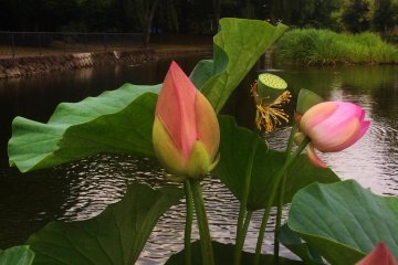 Oga lotus in the evening