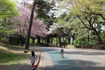 Wide footpaths and running track lined with cherry blossoms