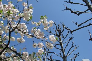 Sakura blooms when other trees are still bare